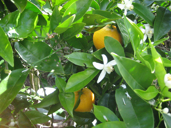 aroha-orange.jpg